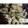Auto Colorado Cookies de Dutch Passion