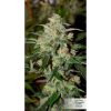 Auto Colorado Cookies de Dutch Passion