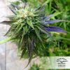 Auto Colorado Cookies de Dutch Passion