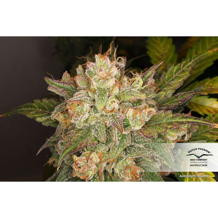 Auto Night Queen de Dutch Passion
