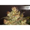 Auto Night Queen de Dutch Passion