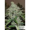 Auto Night Queen de Dutch Passion