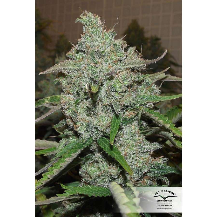 Auto Night Queen de Dutch Passion