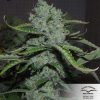 Auto Night Queen de Dutch Passion