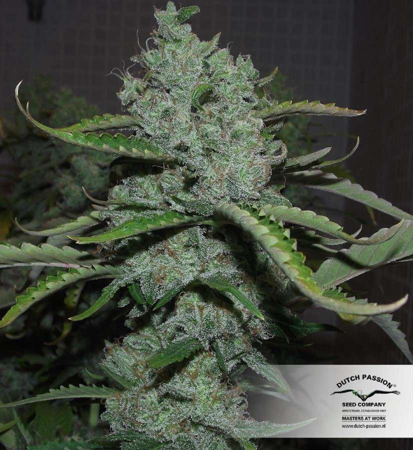 Auto Night Queen de Dutch Passion
