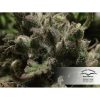 Auto Night Queen de Dutch Passion