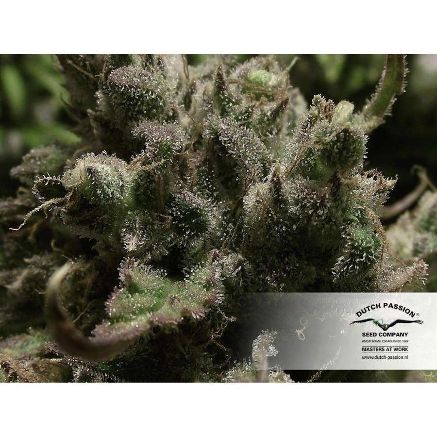 Auto Night Queen de Dutch Passion