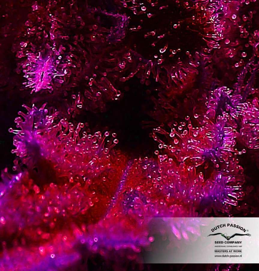 Auto Night Queen de Dutch Passion