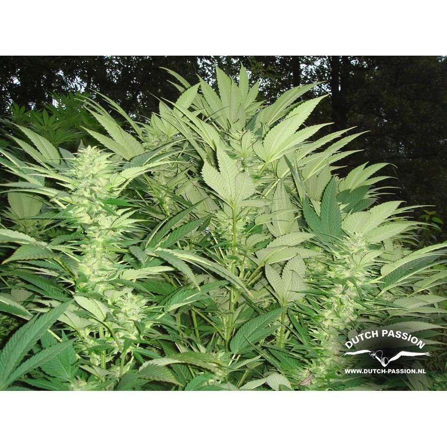Durban Poison regular de Dutch Passion