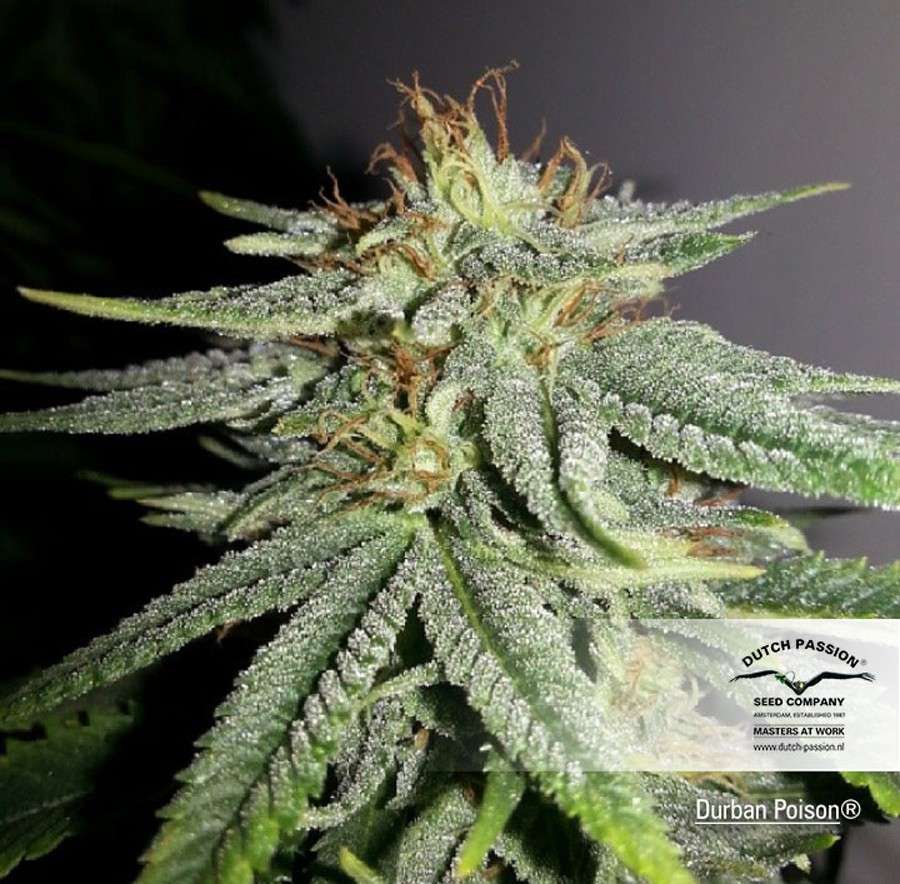 Durban Poison regular de Dutch Passion