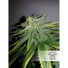 Durban Poison regular de Dutch Passion
