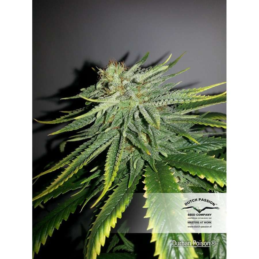 Durban Poison regular de Dutch Passion