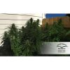 Durban Poison regular de Dutch Passion