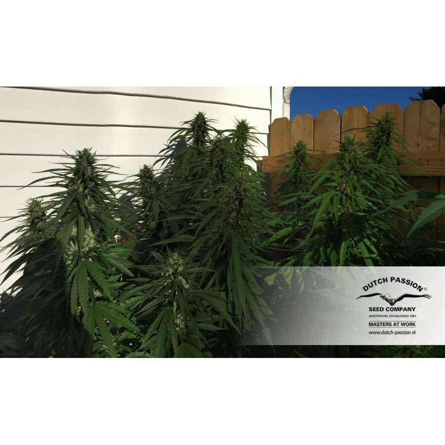Durban Poison regular de Dutch Passion