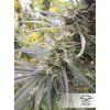 Durban Poison regular de Dutch Passion