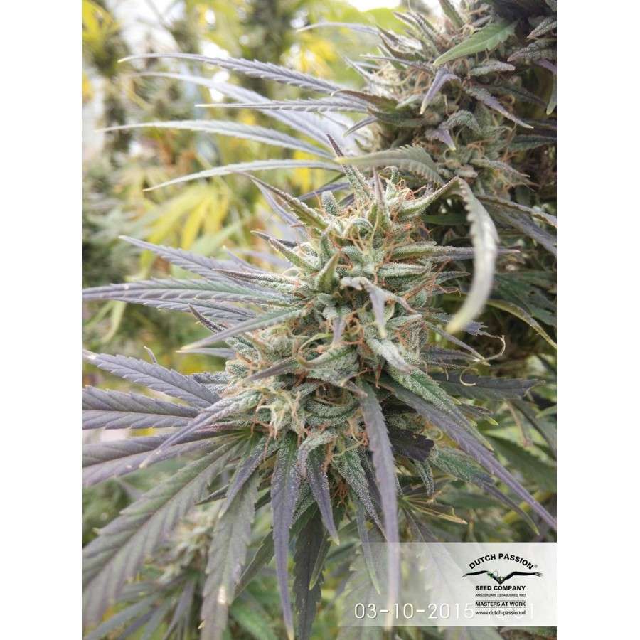 Durban Poison regular de Dutch Passion