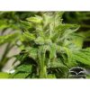 Euforia regular de Dutch Passion