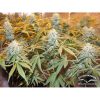Euforia regular de Dutch Passion