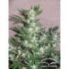 Euforia regular de Dutch Passion