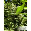 Euforia regular de Dutch Passion