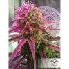 Euforia regular de Dutch Passion
