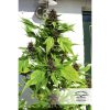 Frisian Duck feminizada de Dutch Passion