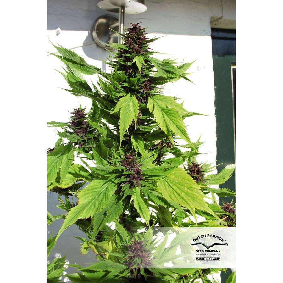 Frisian Duck feminizada de Dutch Passion