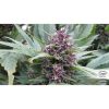 Frisian Duck feminizada de Dutch Passion
