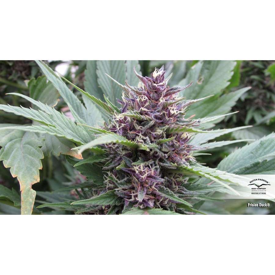 Frisian Duck feminizada de Dutch Passion