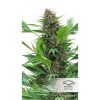 Frisian Duck feminizada de Dutch Passion