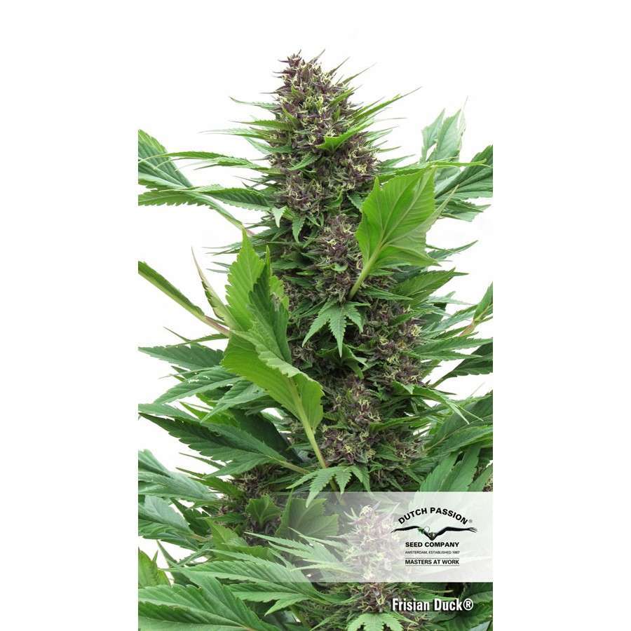 Frisian Duck feminizada de Dutch Passion