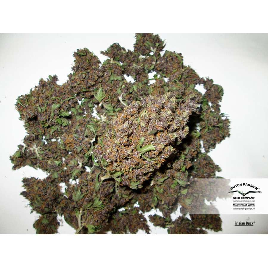 Frisian Duck feminizada de Dutch Passion