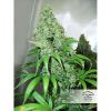 Orange Hill Special feminizada de Dutch Passion