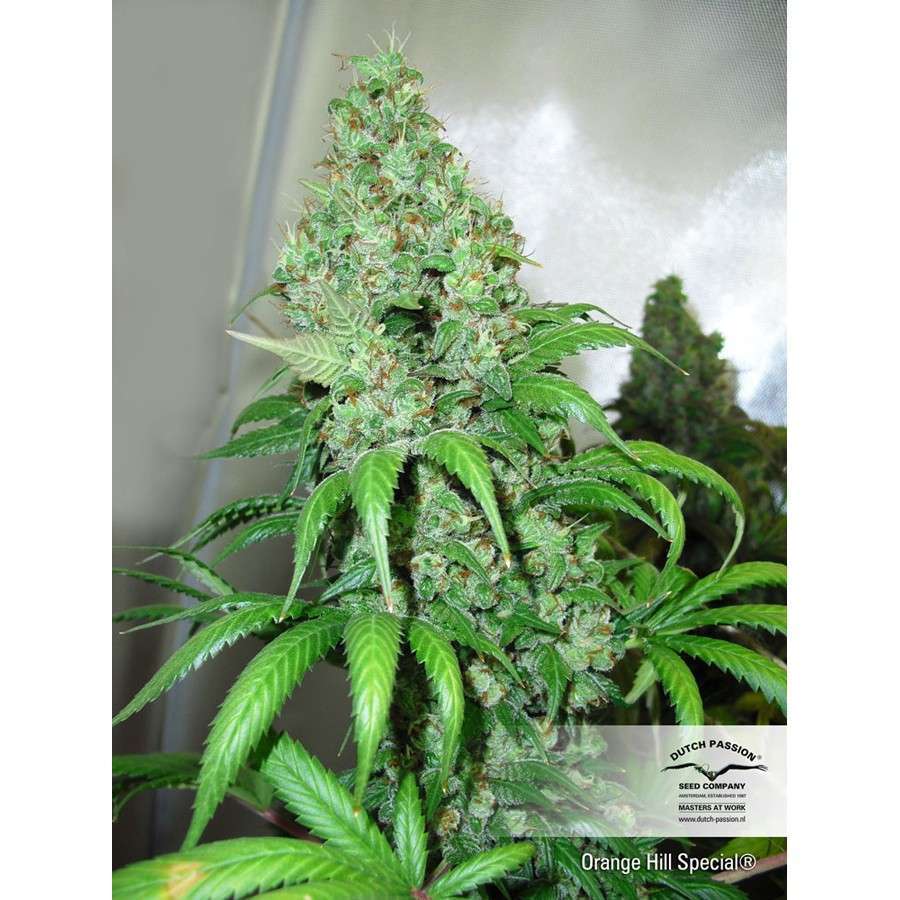Orange Hill Special feminizada de Dutch Passion