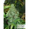 Orange Hill Special feminizada de Dutch Passion
