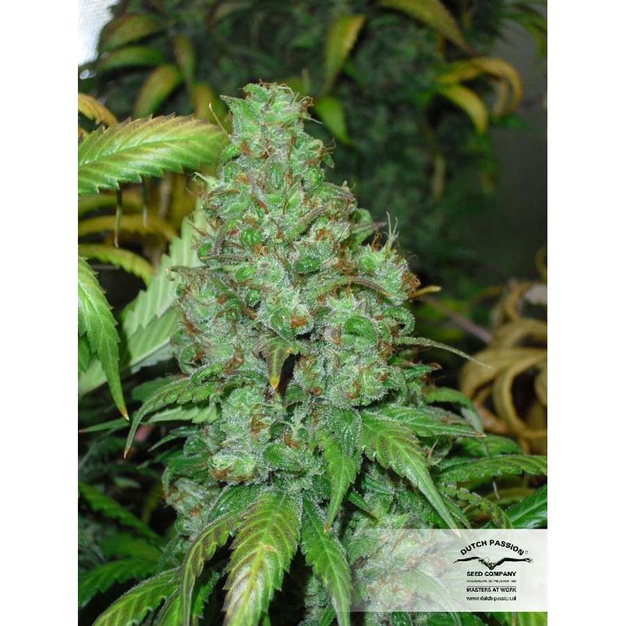 Orange Hill Special feminizada de Dutch Passion