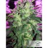 Orange Hill Special feminizada de Dutch Passion