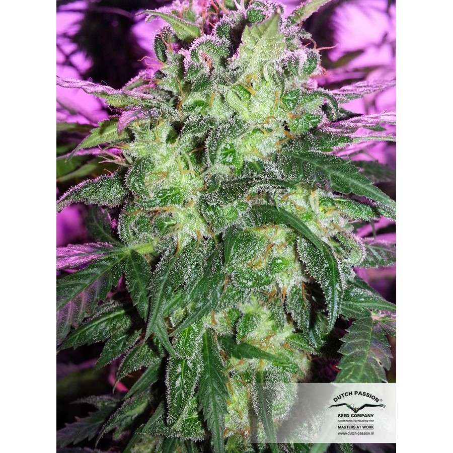 Orange Hill Special feminizada de Dutch Passion