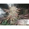 Orange Hill Special feminizada de Dutch Passion