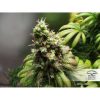 Orange Hill Special feminizada de Dutch Passion