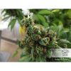 Orange Hill Special feminizada de Dutch Passion
