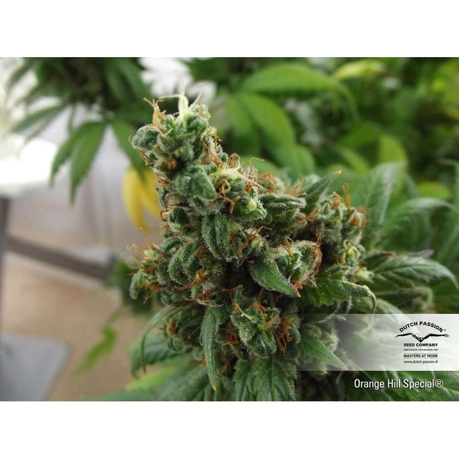 Orange Hill Special feminizada de Dutch Passion