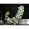 Orange Hill Special feminizada de Dutch Passion