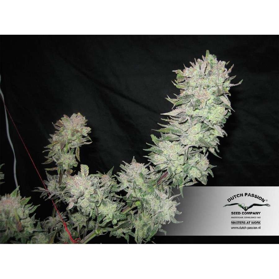 Orange Hill Special feminizada de Dutch Passion