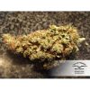 Orange Hill Special feminizada de Dutch Passion