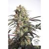Passion Fruit feminizada de Dutch Passion