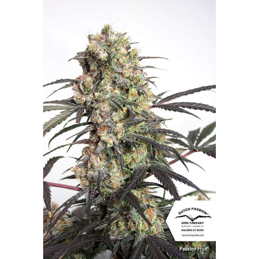Passion Fruit feminizada de Dutch Passion