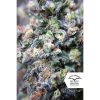 Passion Fruit feminizada de Dutch Passion