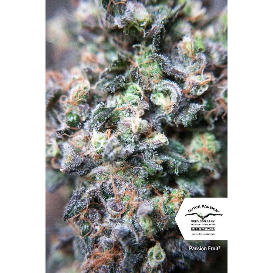 Passion Fruit feminizada de Dutch Passion