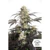 Passion Fruit feminizada de Dutch Passion